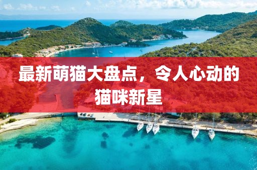 最新萌猫大盘点，令人心动的猫咪新星