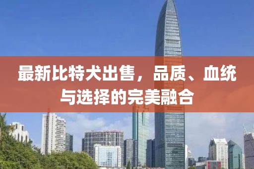 最新比特犬出售，品质、血统与选择的完美融合