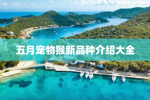五月宠物猴新品种介绍大全