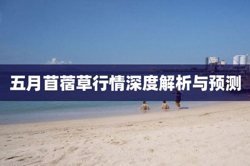 五月苜蓿草行情深度解析与预测