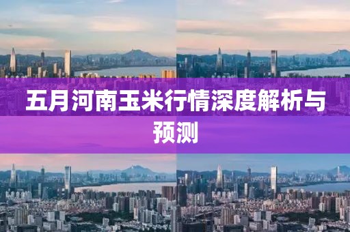 五月河南玉米行情深度解析与预测