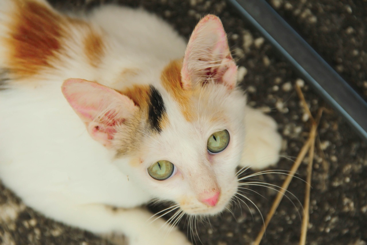 探索猫的世界，最新猫咪栖息地地址揭秘