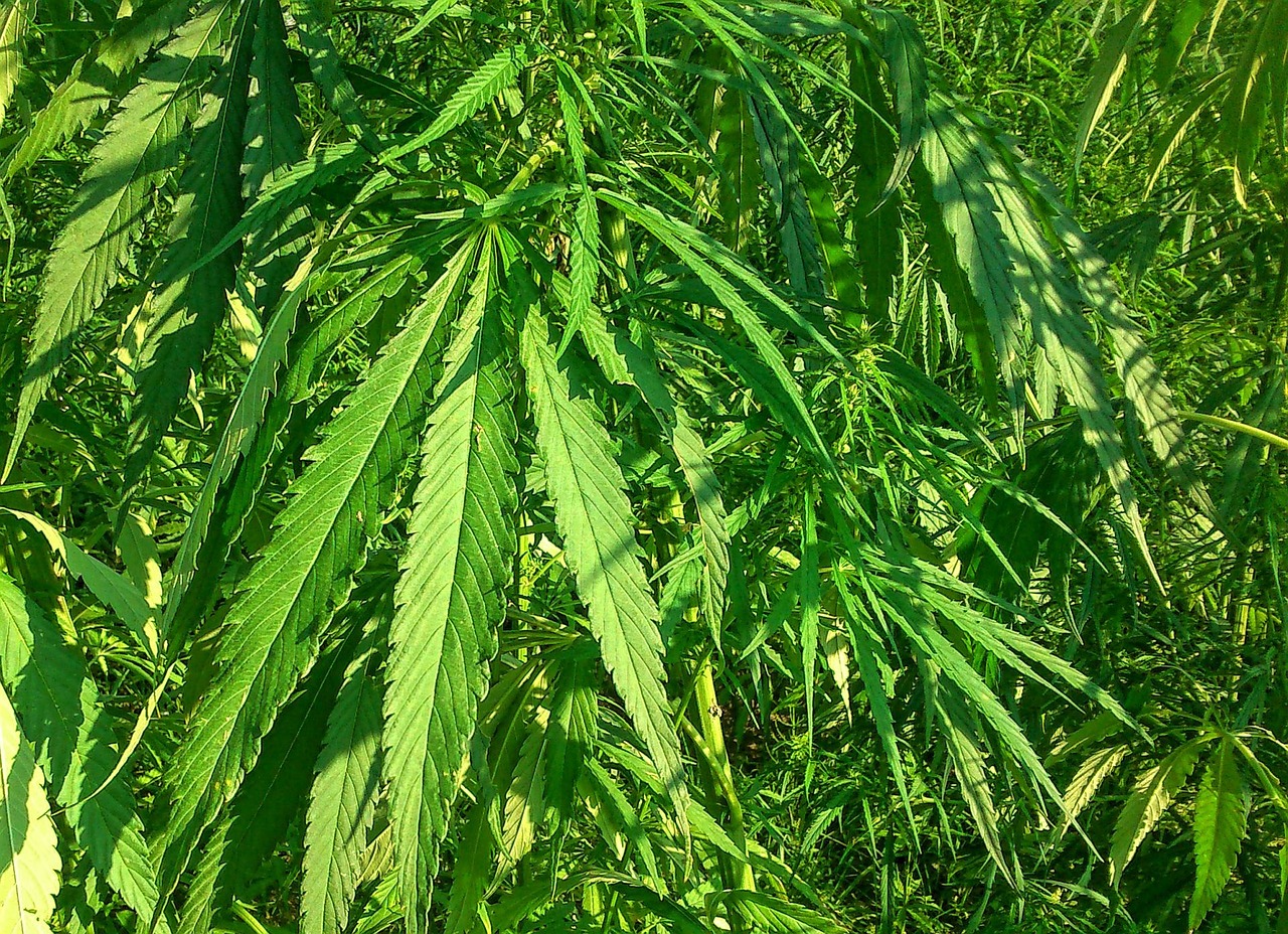 白酒市场深度解析，最新行情、产业动态与未来展望