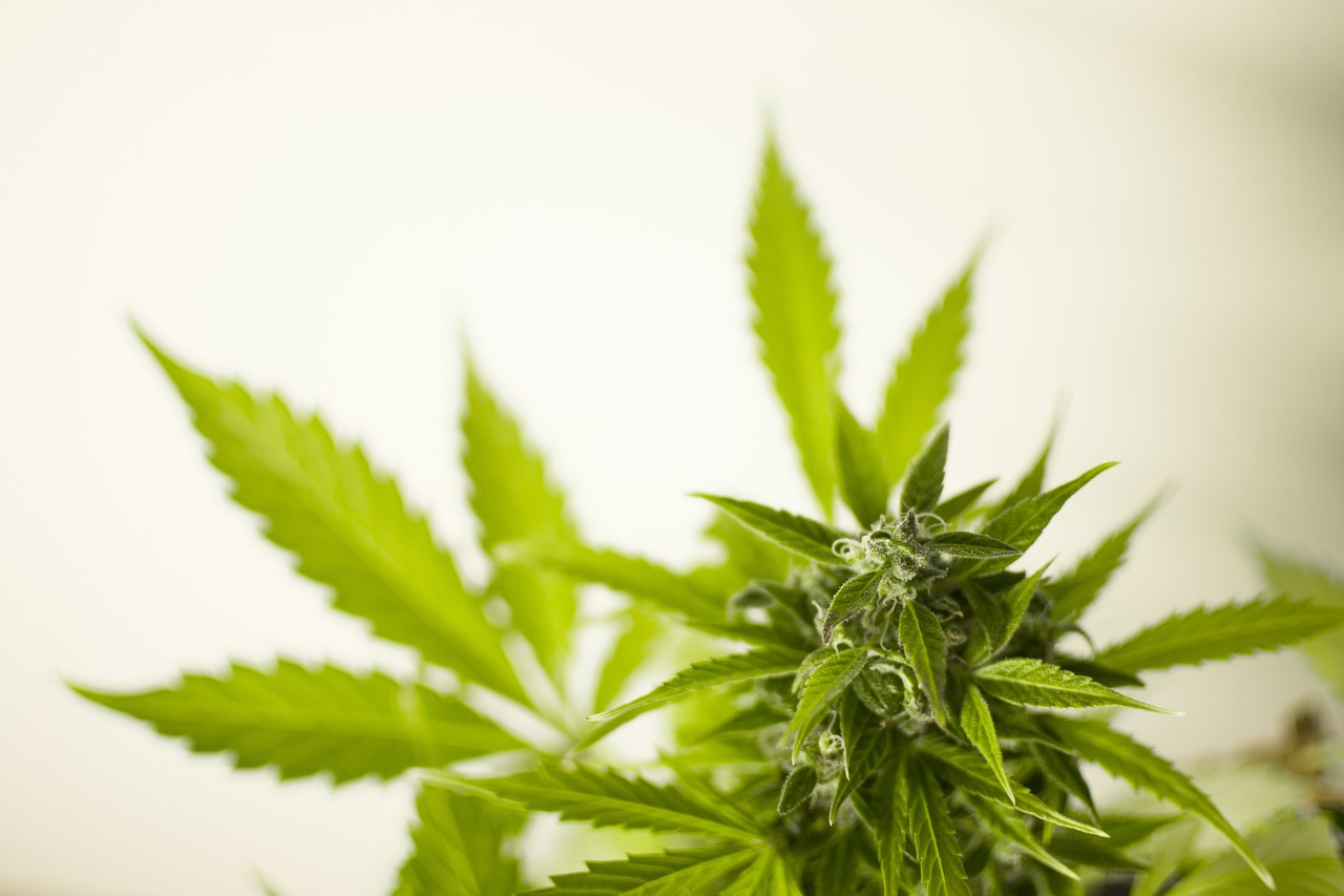 云烟87最新栽培技术探讨与分享
