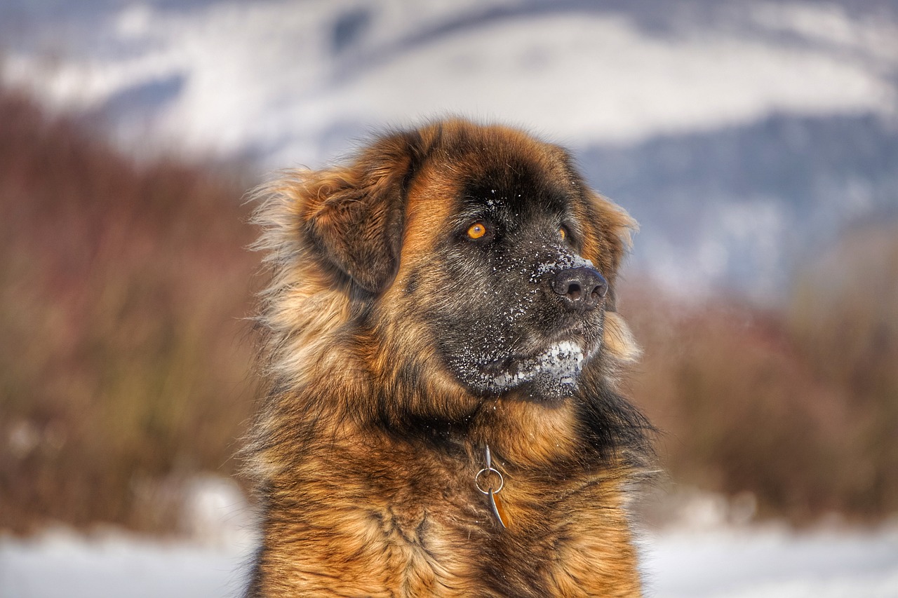 最新狗狗年龄统计揭示犬类长寿奥秘