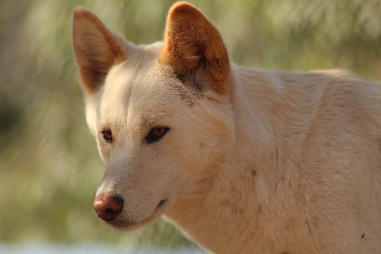 比特犬与藏獒，正规比赛中的霸主对决！